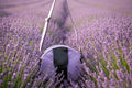 Lavender Magdalena